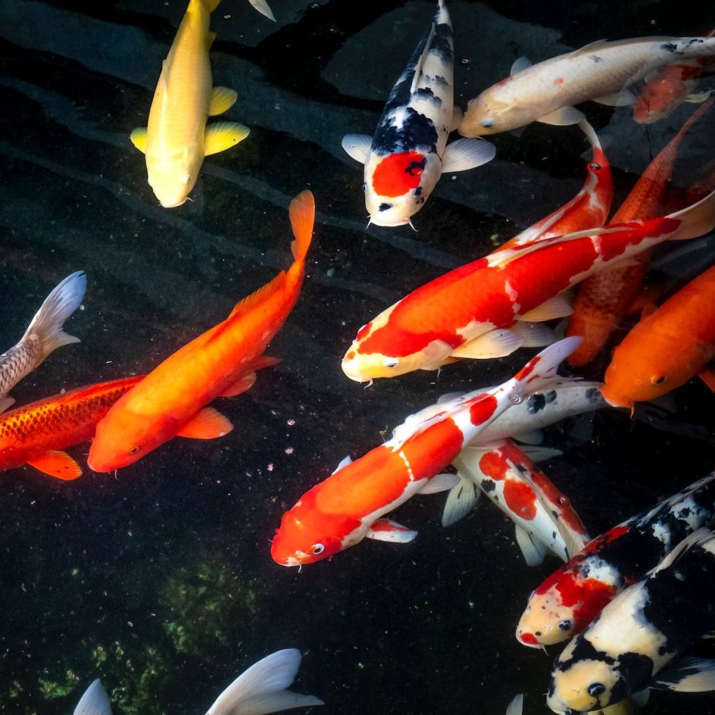 colorful carp on water surface