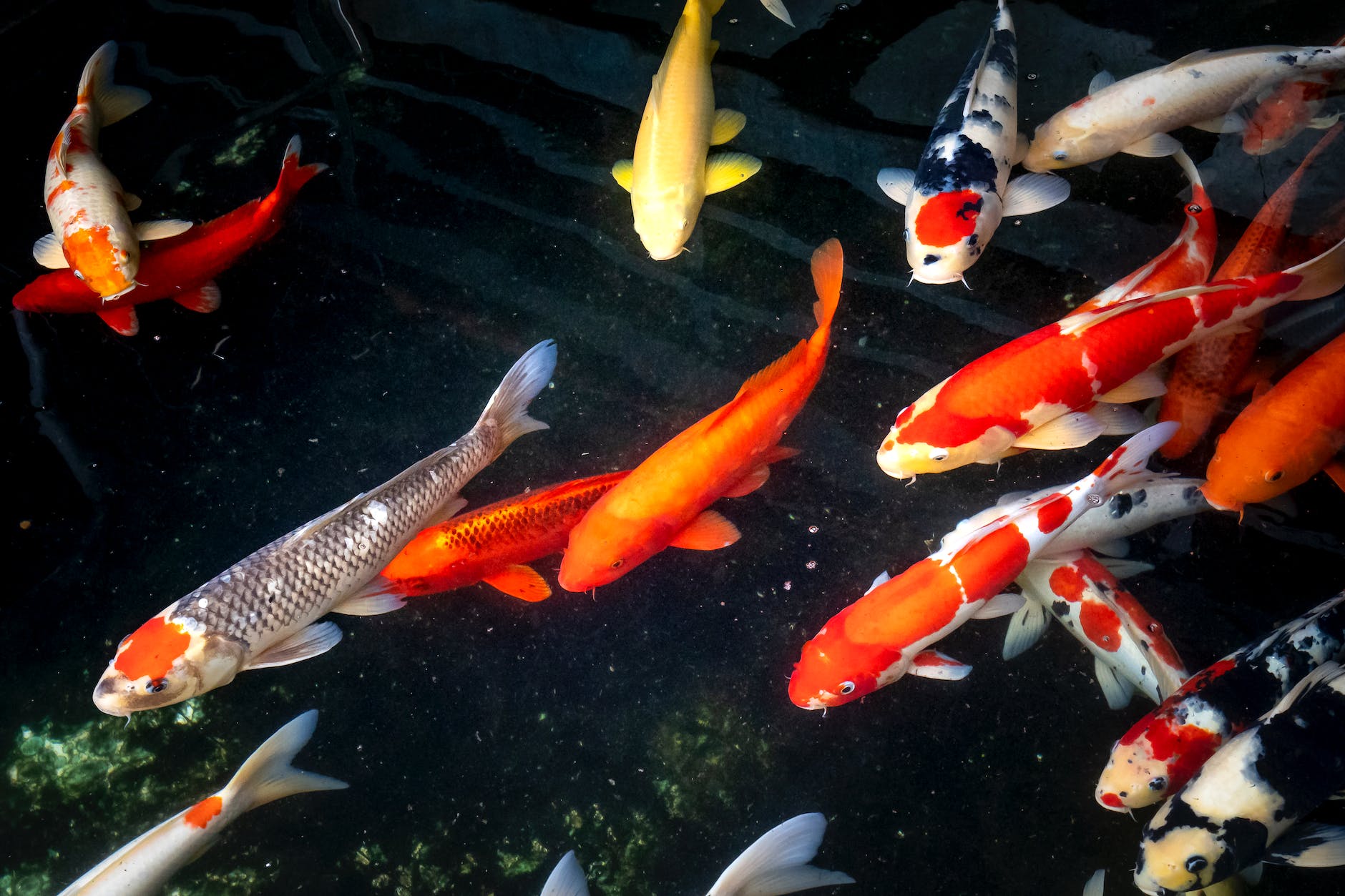 colorful carp on water surface