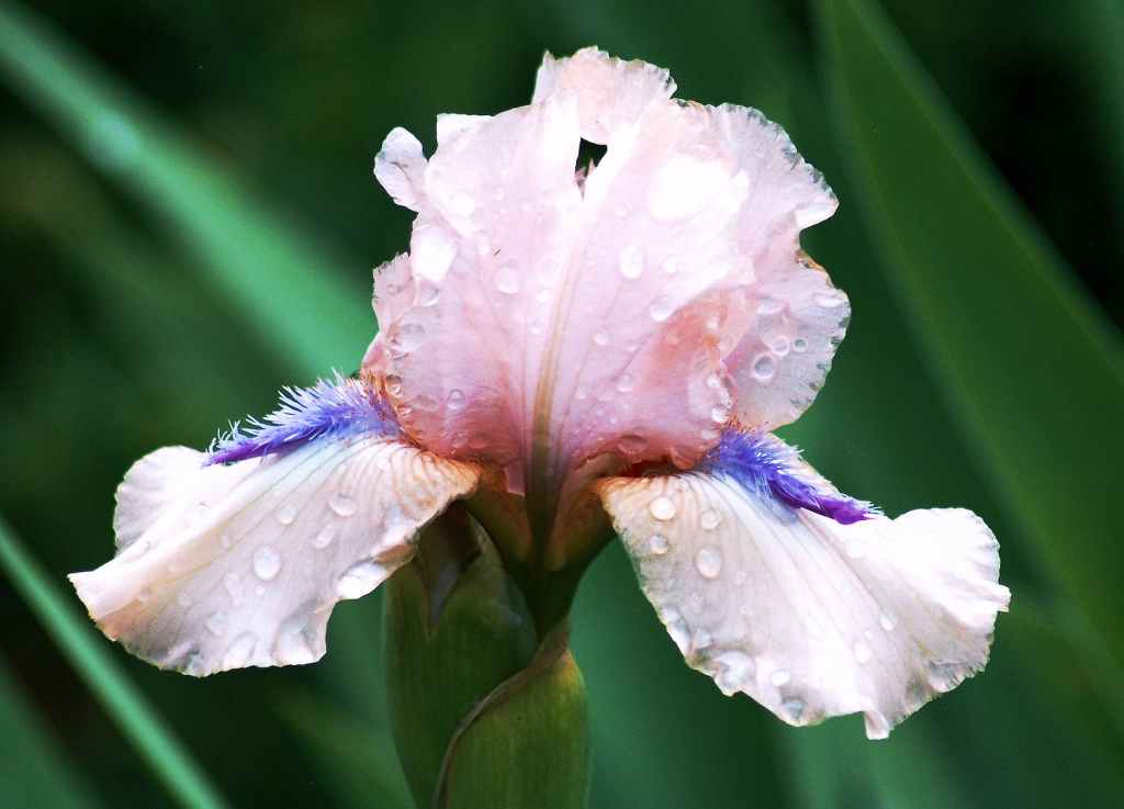 close up of an iris flower