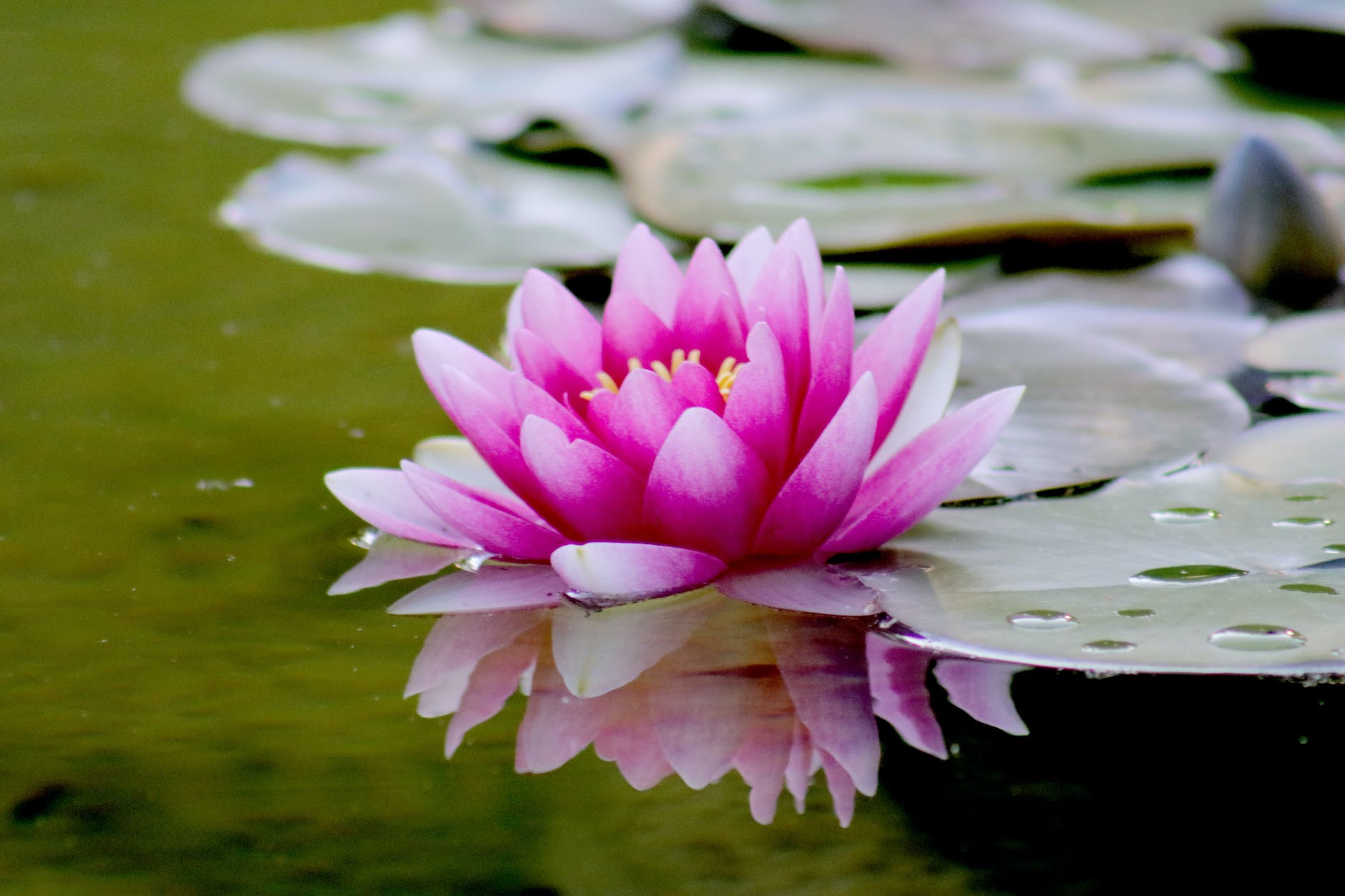 Top 6 Aquatic Plants to Consider for Your Koi Pond