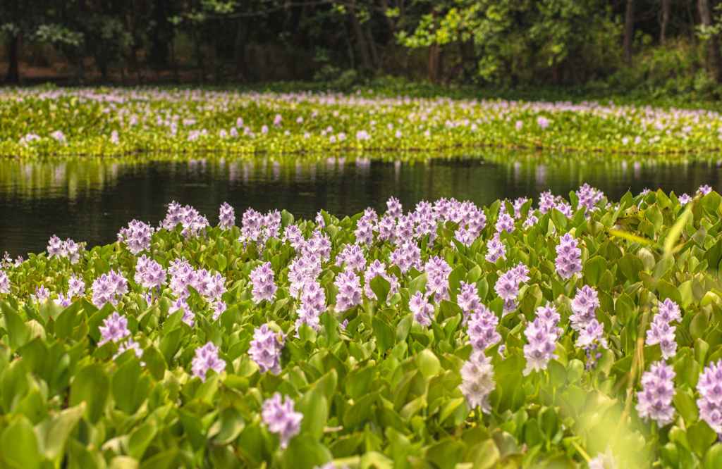 purple flowers on body of water
