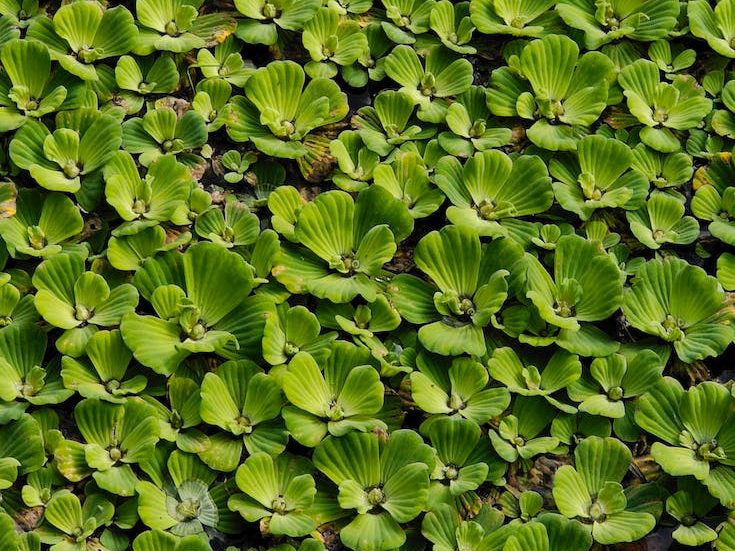 water lettuce on water