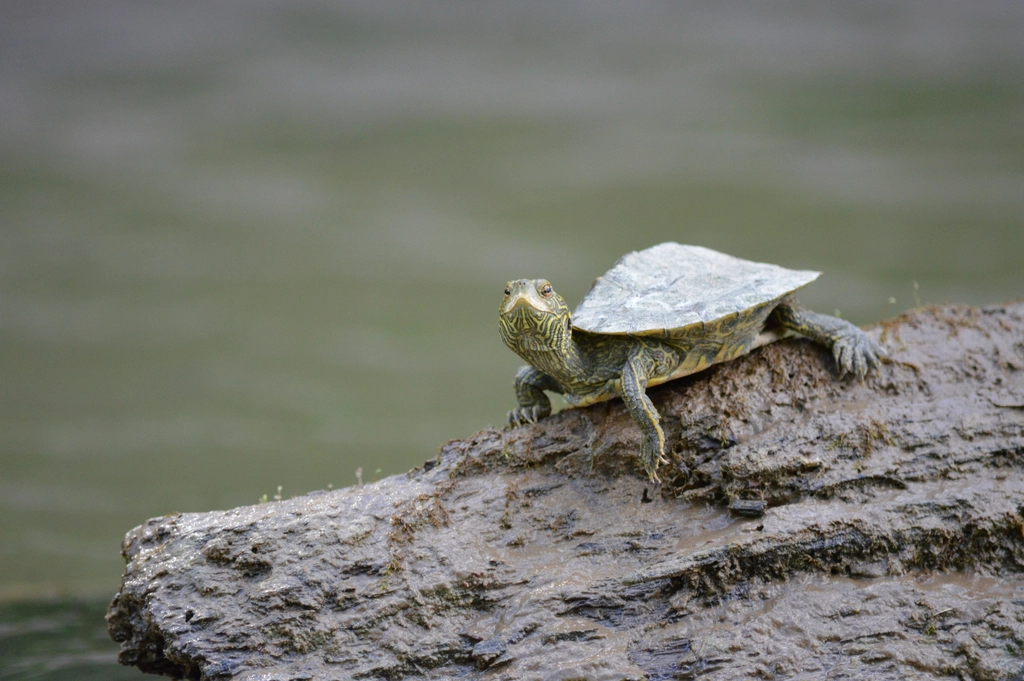 Northern map turtle standing