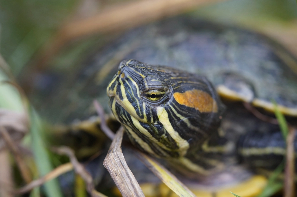 Red eared slider turtle