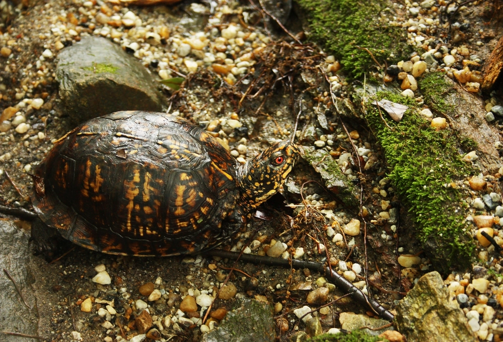 Eastern Box Turtle