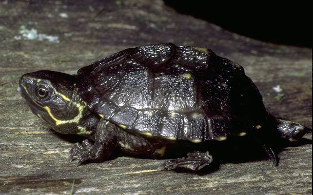 Sternotherus odoratus (Common Musk Turtle, Stinkpot Turtle)
