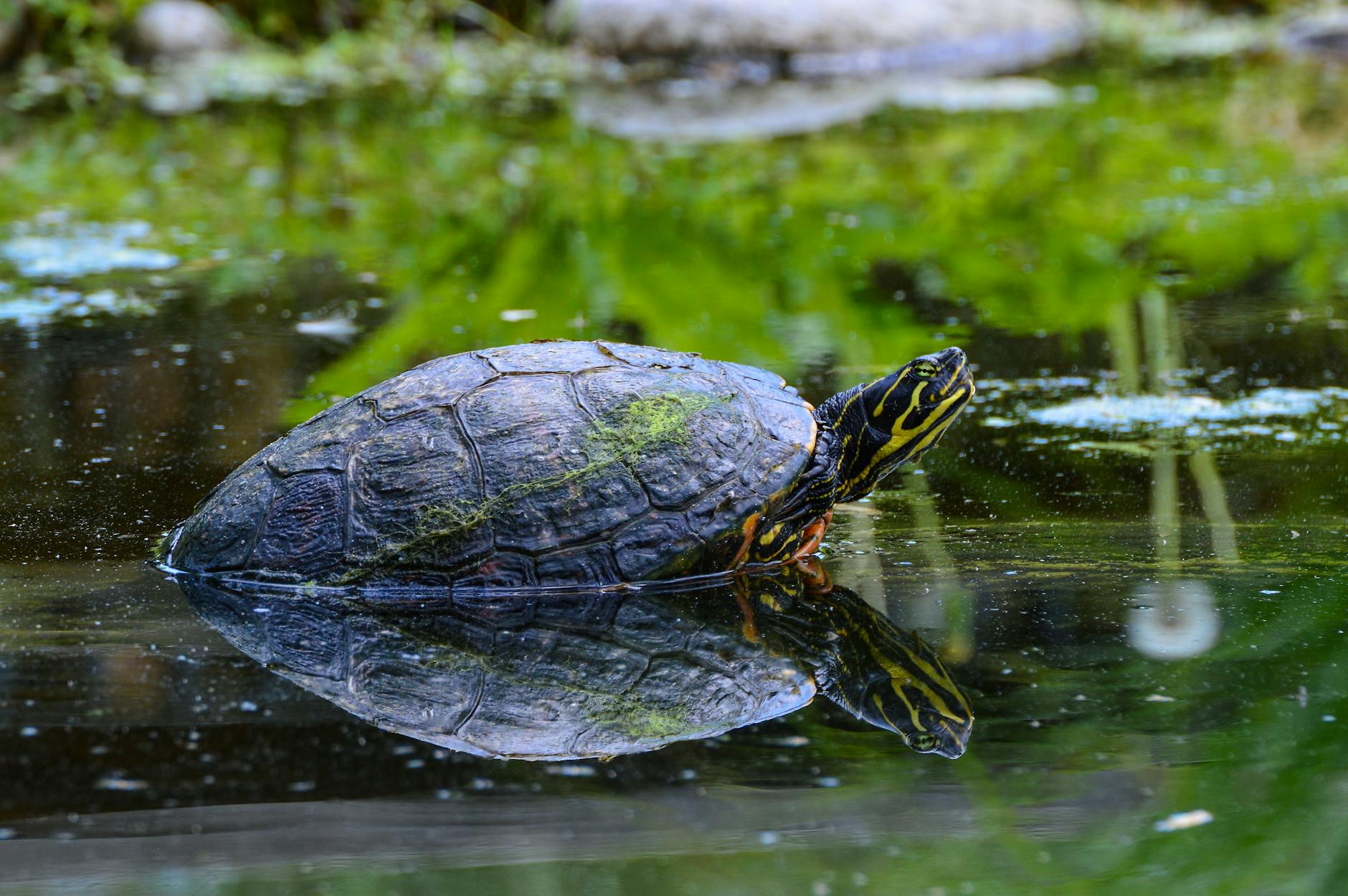 a pond turtle swimming on the mossy water of a pond