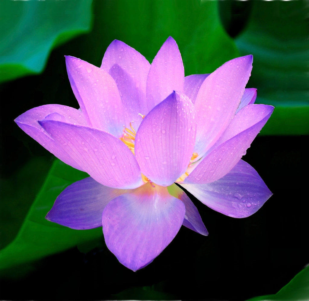 Water lily
