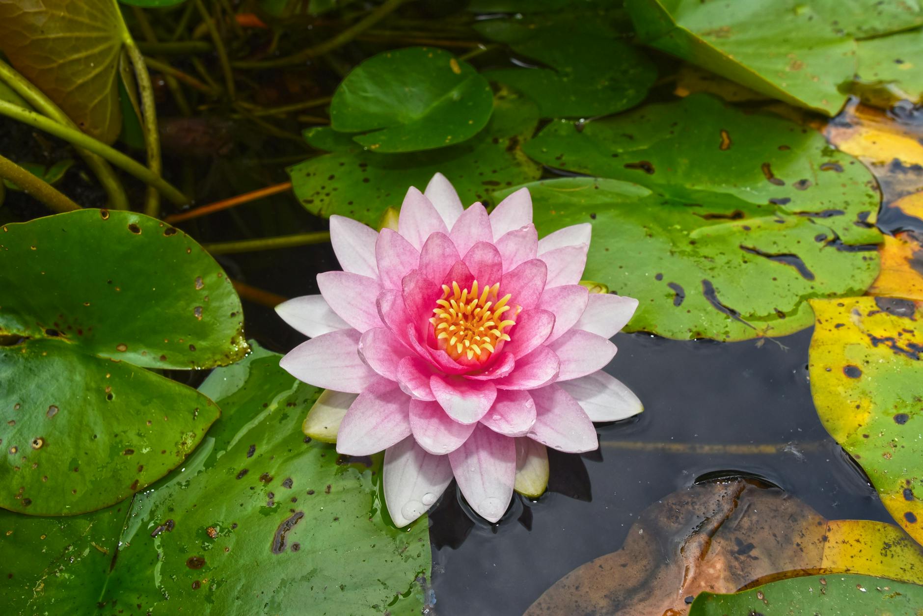 close up shot of a water lily