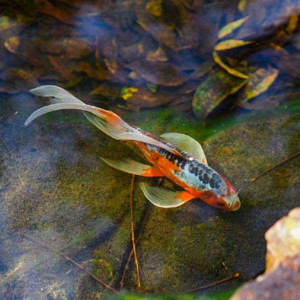 Is Your Butterfly Koi a Mutt or a Jewel?