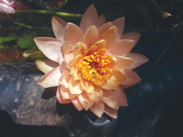 Water Lily Planting Kit
