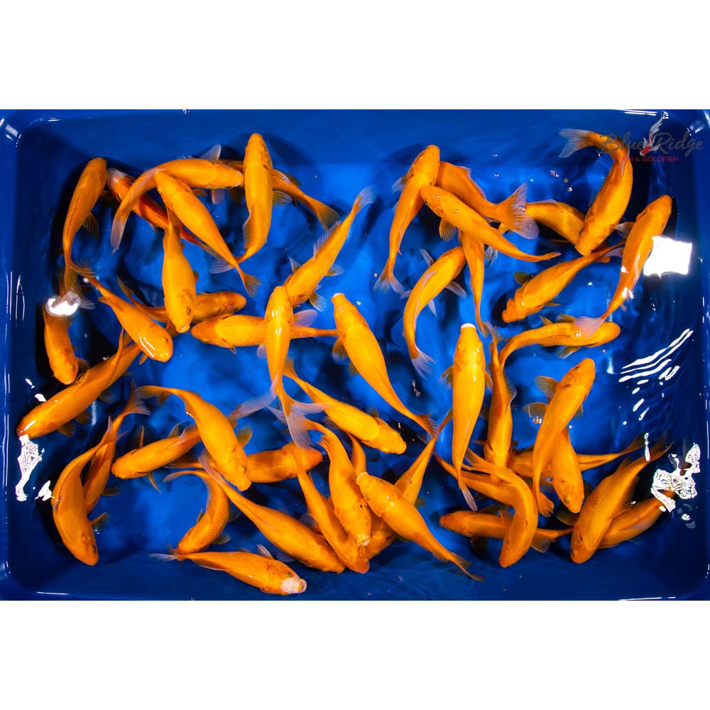 GOLDFISH
