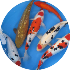 KOI