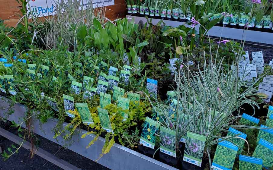 Marginal Plants Standard